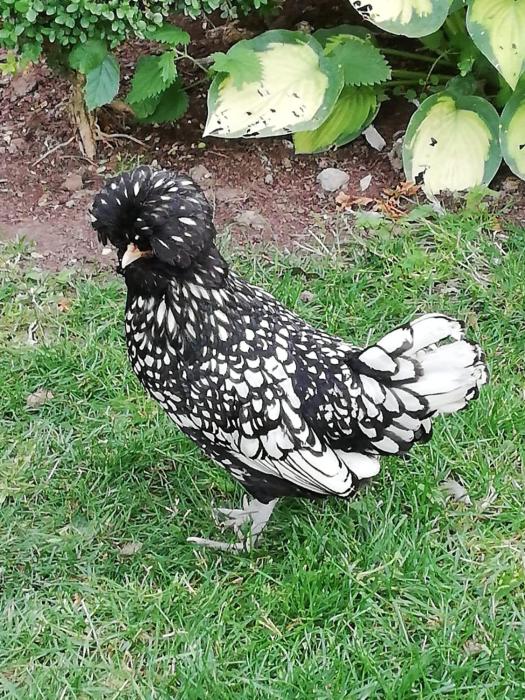 manoir des lions de tourgeville