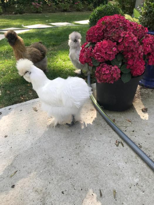 manoir des lions de tourgeville