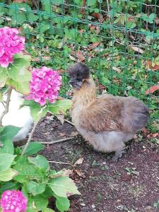 manoir des lions de tourgeville