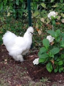 manoir des lions de tourgeville