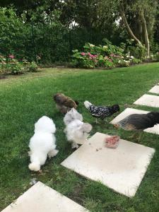 manoir des lions de tourgeville