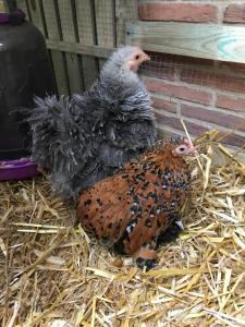 manoir des lions de tourgeville