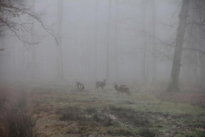 au cocon de sologne
