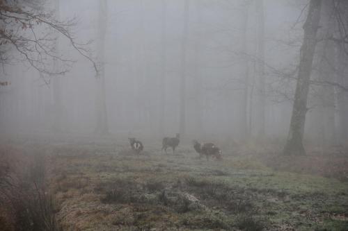 au cocon de sologne