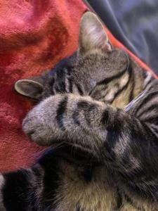 chambres dhotes numero 15