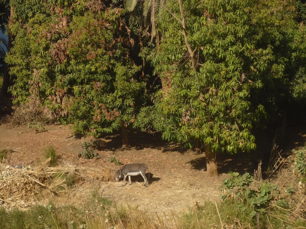 el prince guest house