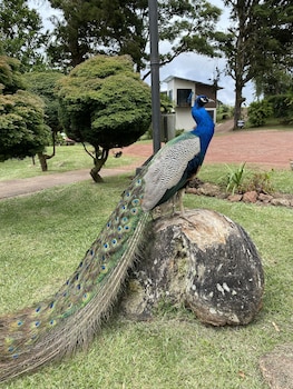 sabanilla