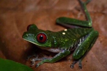 la gamba rainforest lodge