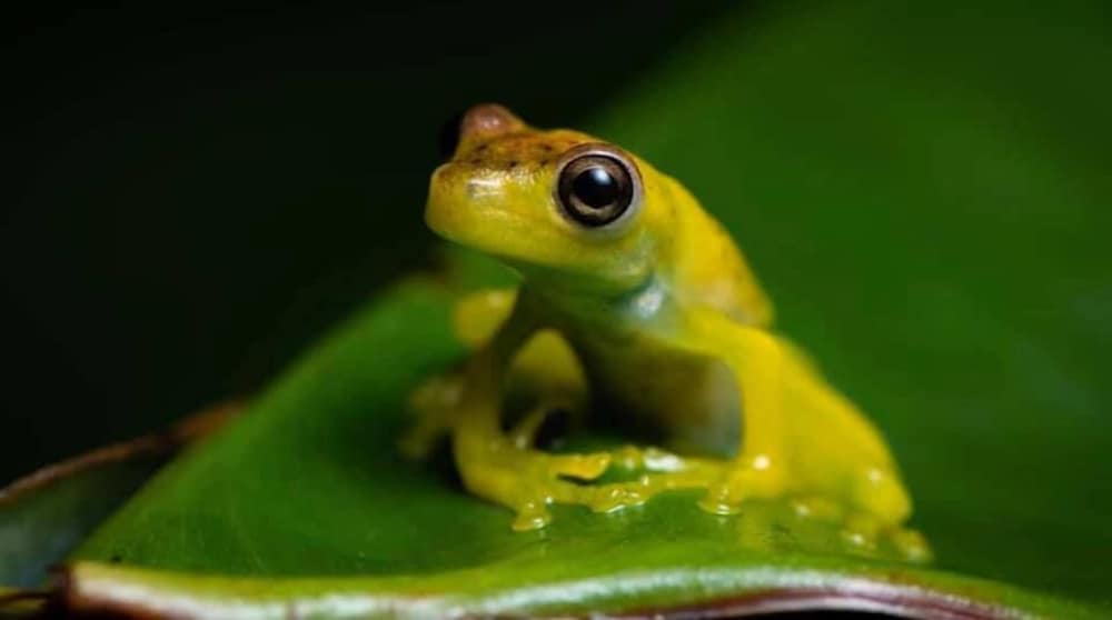 la gamba rainforest lodge