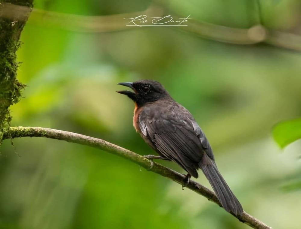 la gamba rainforest lodge