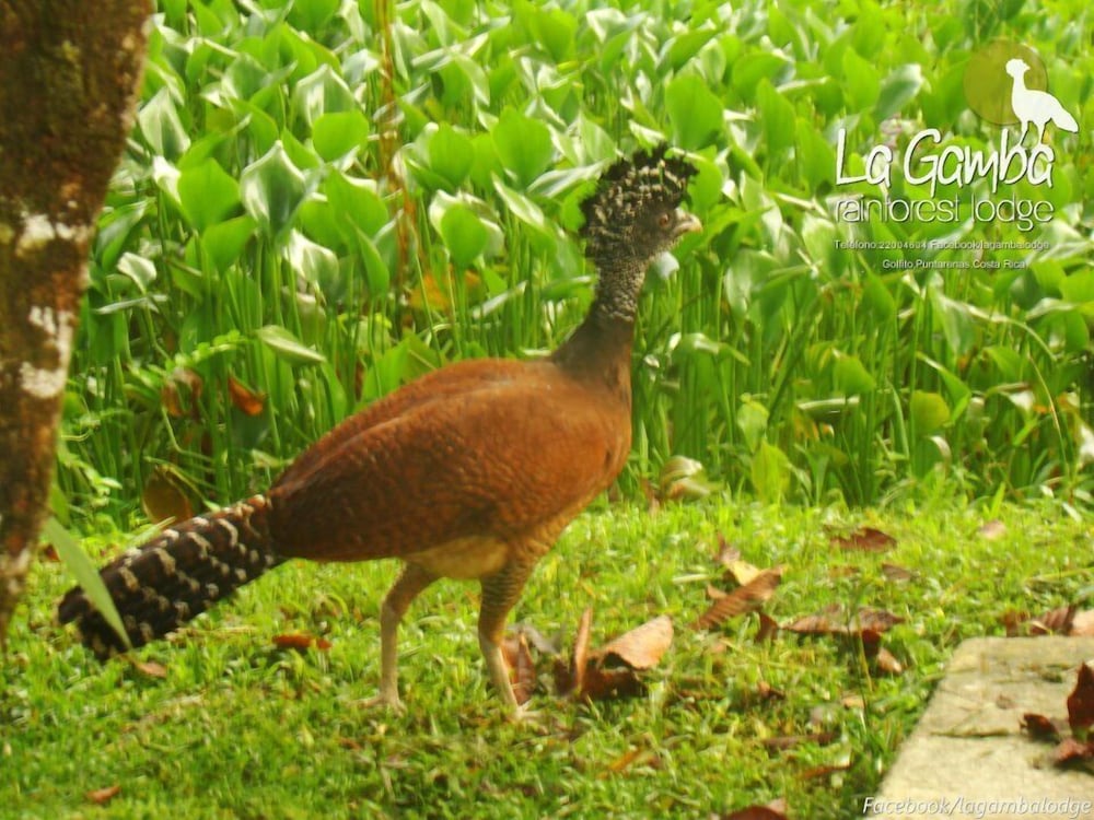la gamba rainforest lodge