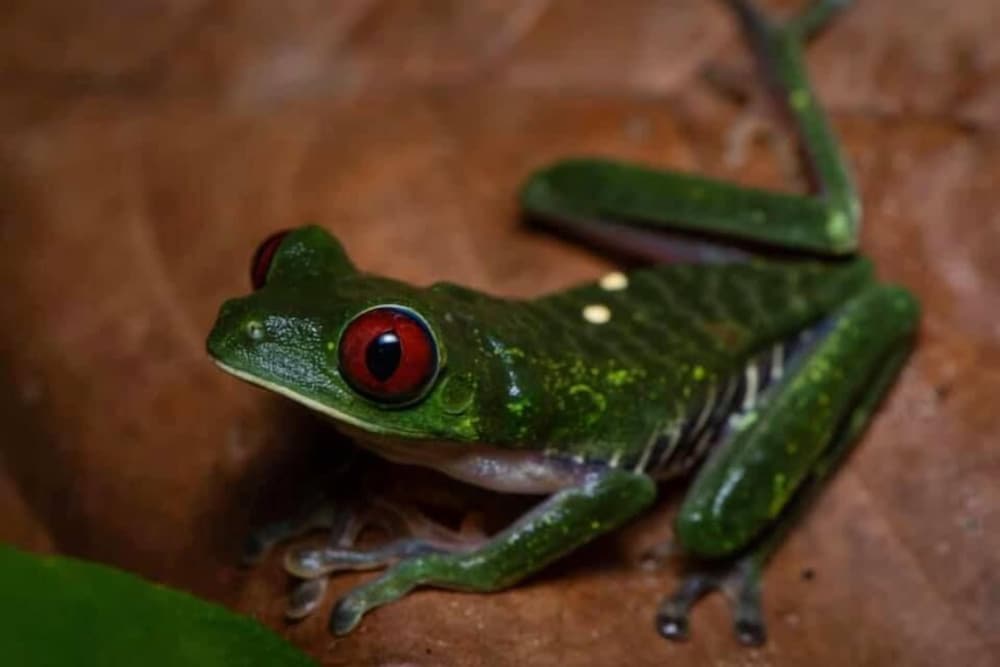 la gamba rainforest lodge