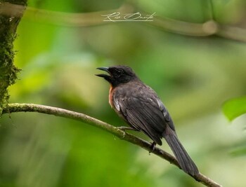 la gamba rainforest lodge
