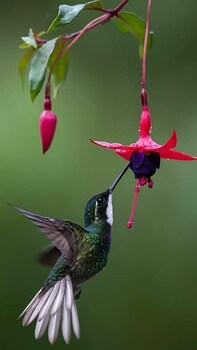 la gamba rainforest lodge