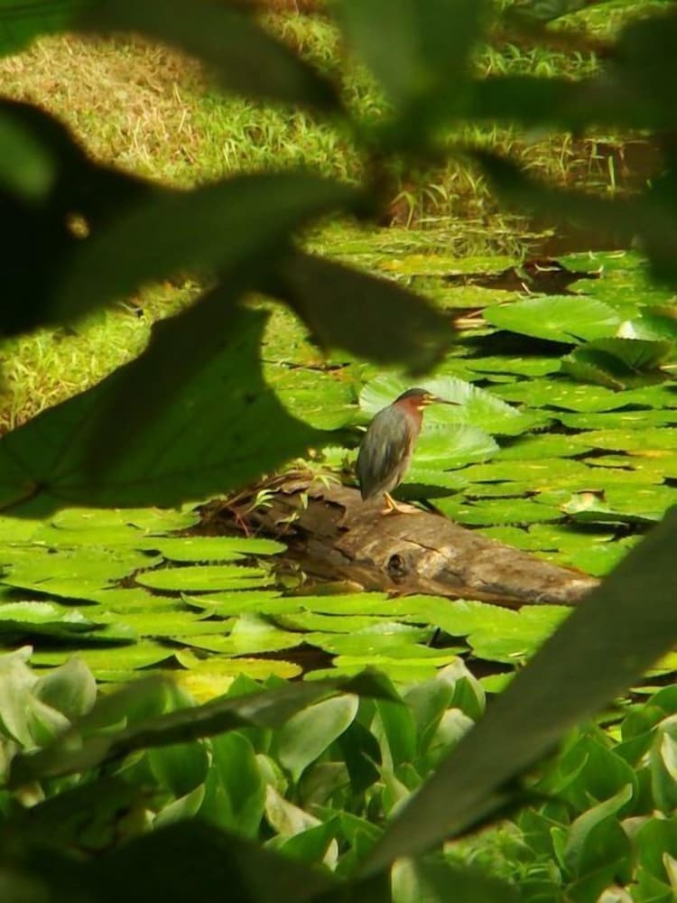 la gamba rainforest lodge