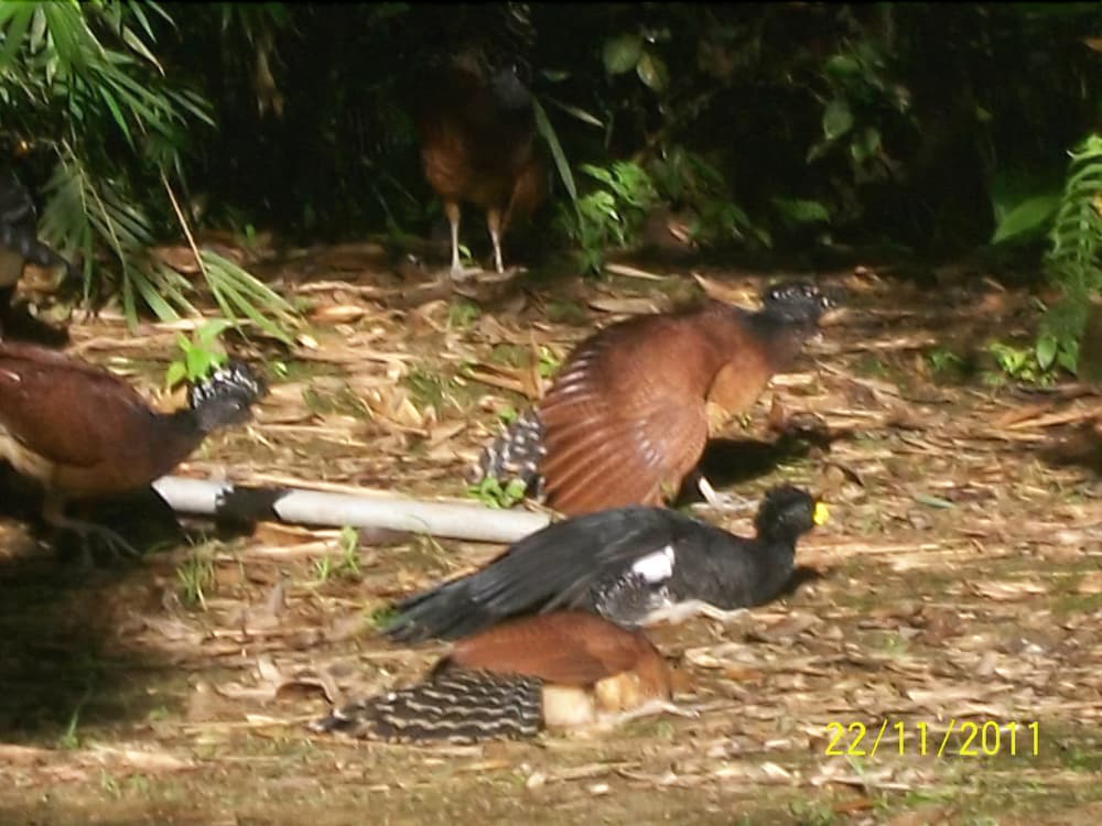 la gamba rainforest lodge