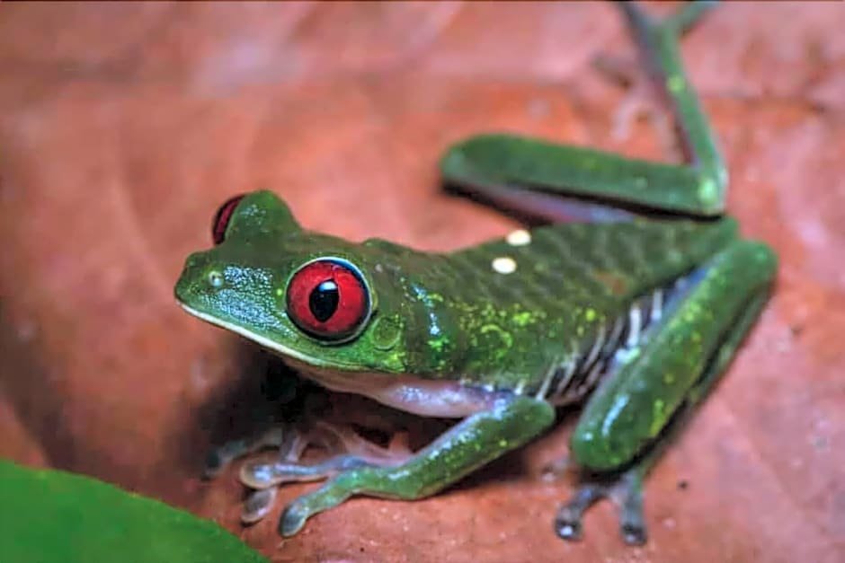 la gamba rainforest lodge