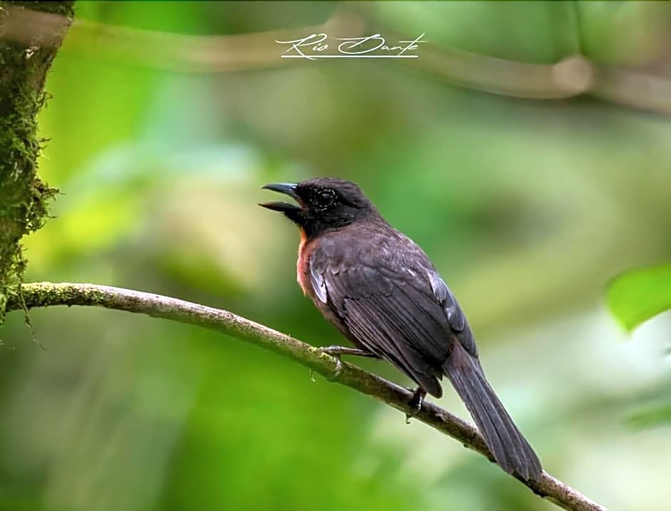 la gamba rainforest lodge