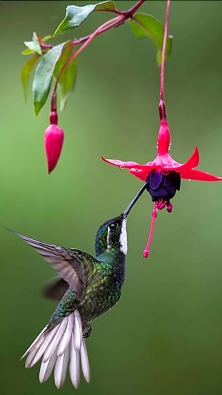 la gamba rainforest lodge