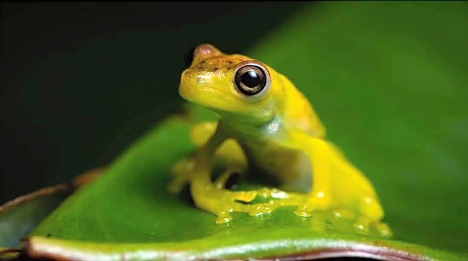 la gamba rainforest lodge