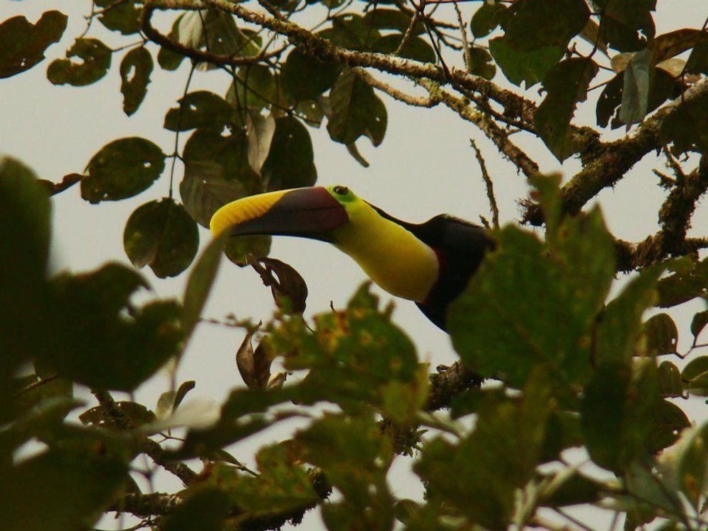 la gamba rainforest lodge