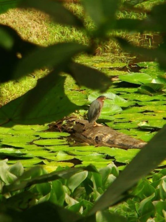 la gamba rainforest lodge