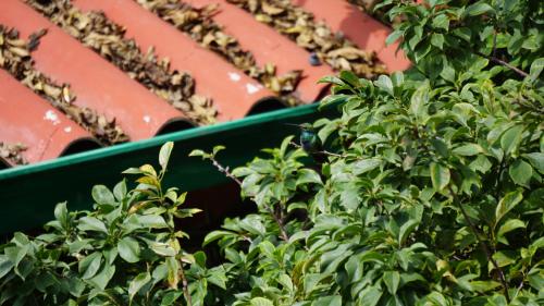 ayenda mountain hostels manizales