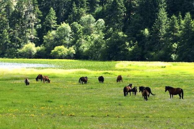hilton garden inn shangri la
