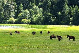 hilton garden inn shangri la