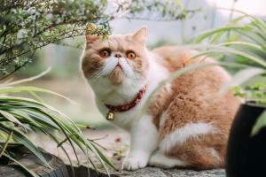 yangshuo zen garden resort yulong river