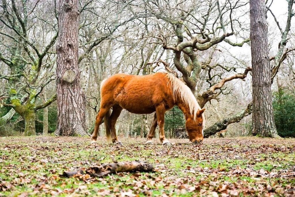new forest lodge