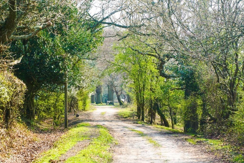 new forest lodge