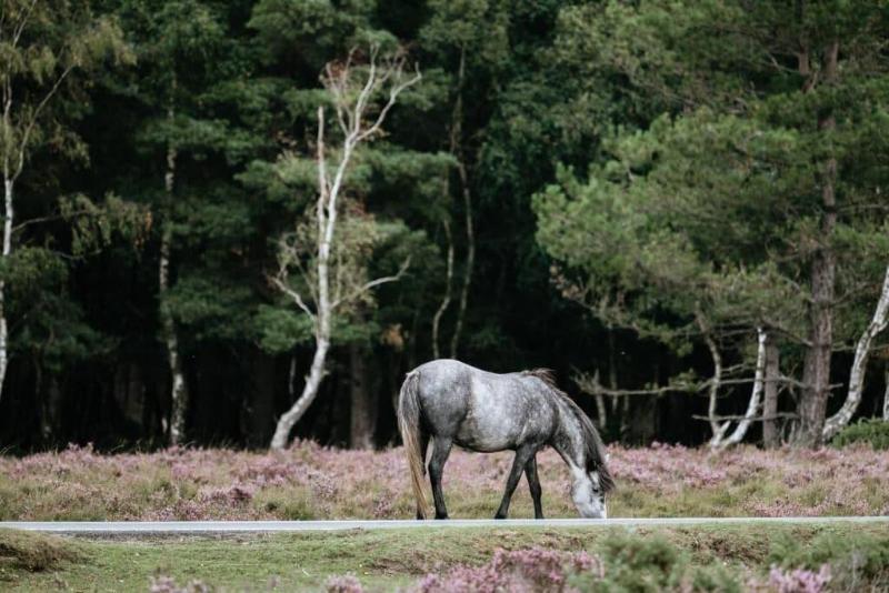new forest lodge