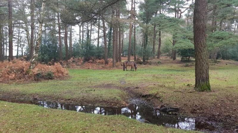 new forest lodge