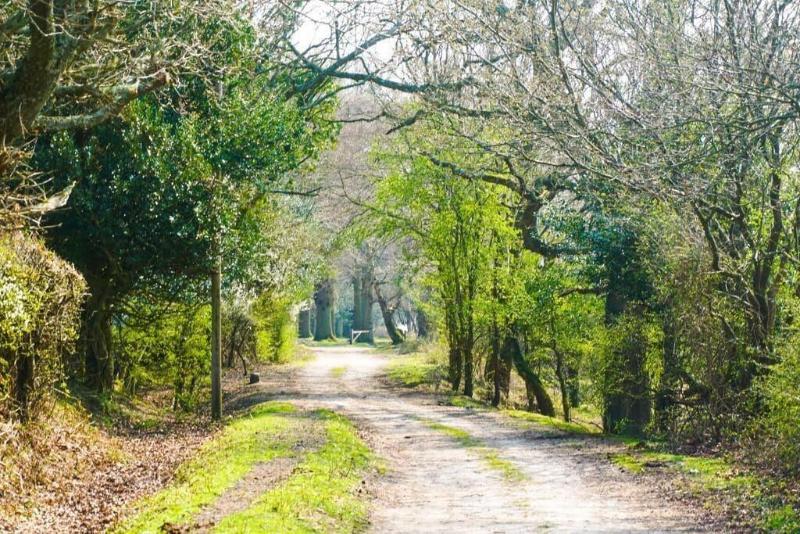 new forest lodge