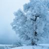 jilin