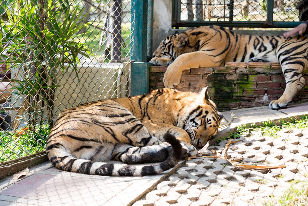 lai thai guest house