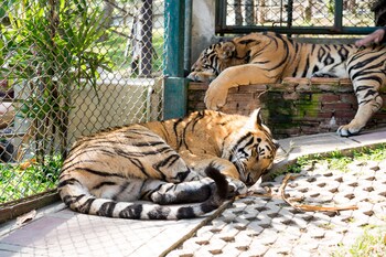 lai thai guest house