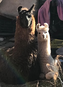 eco lodge el andinista