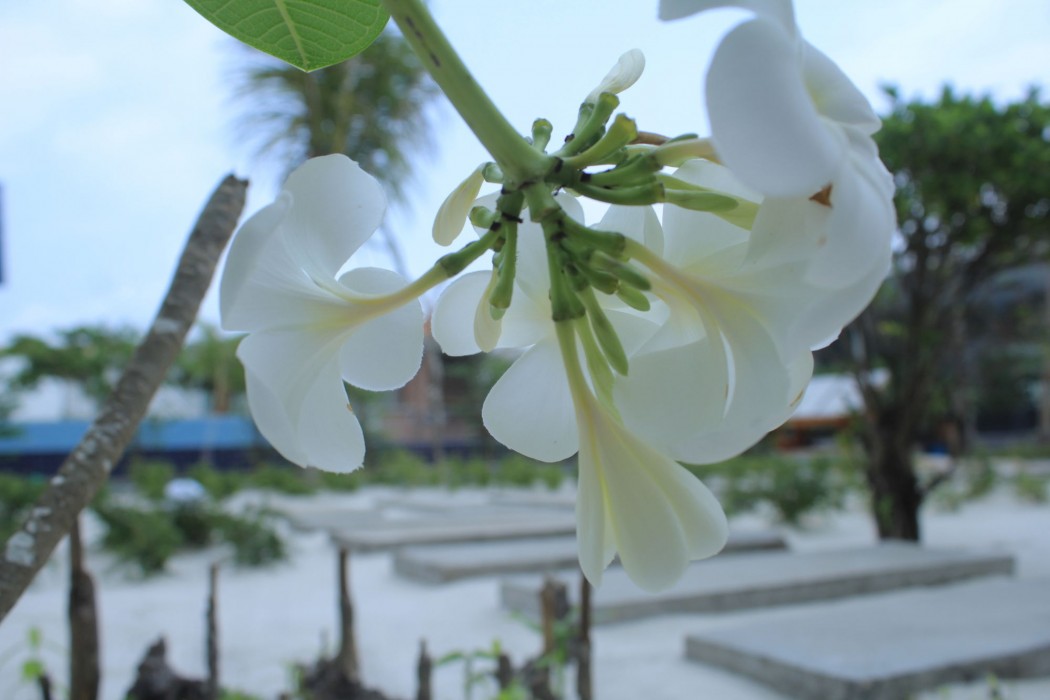 Long Set Resort,Koh Kong>>Botum Sakor,4 star