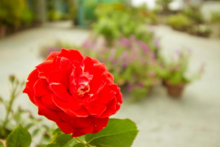 rafflesia serviced apartments