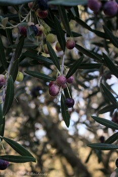 the eden house vineyard bed and breakfast