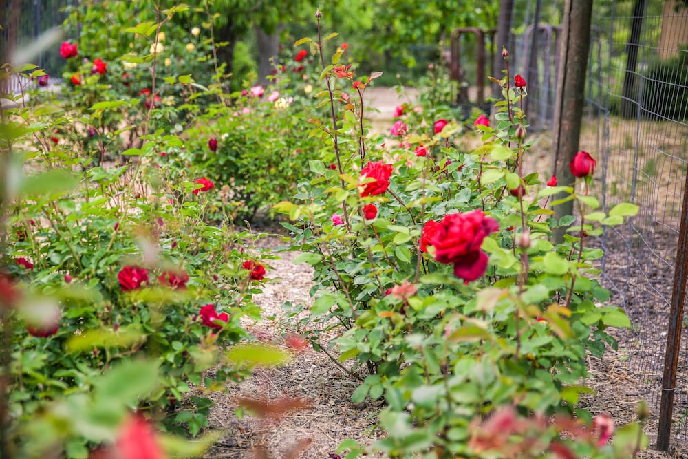 the eden house vineyard bed and breakfast