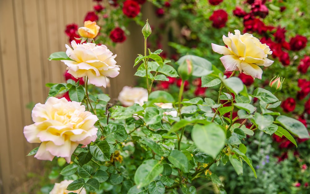 the eden house vineyard bed and breakfast