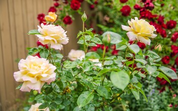 the eden house vineyard bed and breakfast