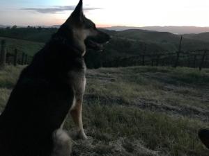 the eden house vineyard bed and breakfast