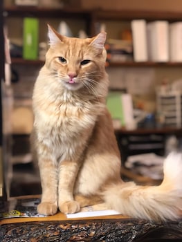 Stagecoach 66 Motel,,3 star