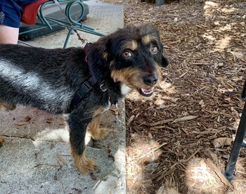 the pines inn and cottages