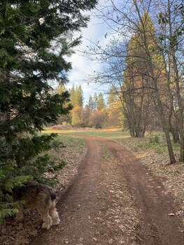 the pines inn and cottages