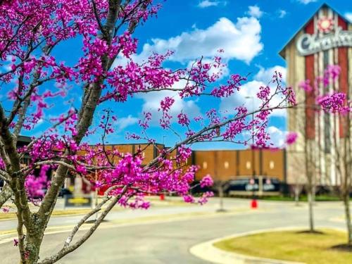 cherokee casino and hotel roland